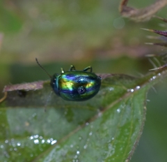 Chrysolina fastuosa
