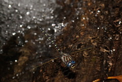 Austroaeschna inermis