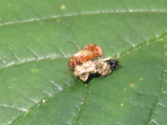 Longitarsus pellucidus