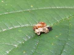 Longitarsus pellucidus