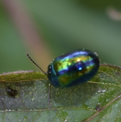 Chrysolina fastuosa