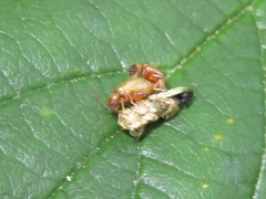 Longitarsus pellucidus