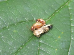 Longitarsus pellucidus