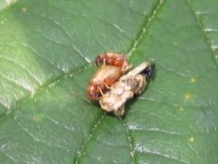 Longitarsus pellucidus