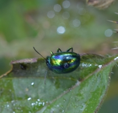 Chrysolina fastuosa