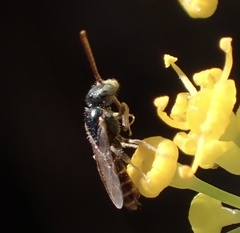 Nomioides