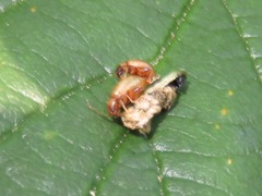 Longitarsus pellucidus