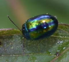 Chrysolina fastuosa
