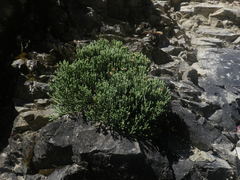 Helichrysum intermedium