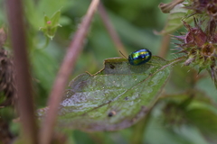 Chrysolina fastuosa