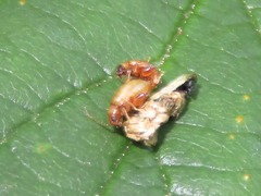 Longitarsus pellucidus