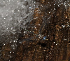 Austroaeschna inermis