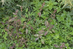 Lamiaceae