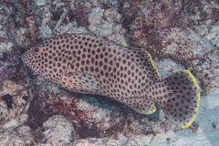 Epinephelus maculatus