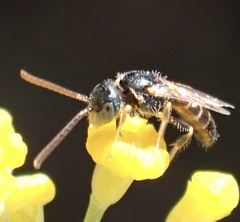 Nomioides