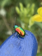 Chrysochus auratus