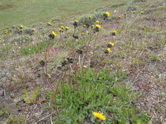 Hieracium magellanicum