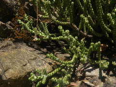 Helichrysum intermedium