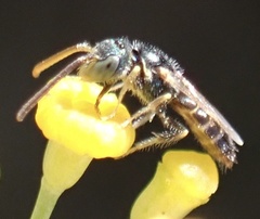 Nomioides