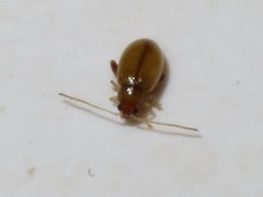 Longitarsus pellucidus