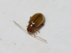 Longitarsus pellucidus