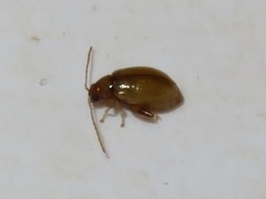 Longitarsus pellucidus