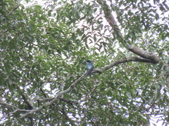 Hemiprocne longipennis