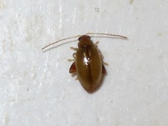 Longitarsus pellucidus