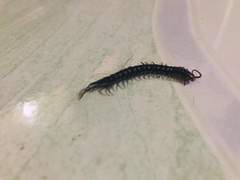 Scolopendra subspinipes