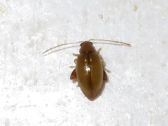 Longitarsus pellucidus