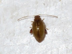 Longitarsus pellucidus