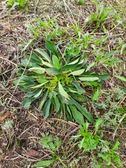 Goniolimon tataricum
