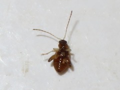 Longitarsus pellucidus