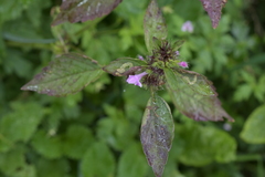 Lamiaceae