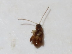 Longitarsus pellucidus