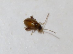Longitarsus pellucidus