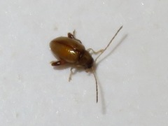 Longitarsus pellucidus