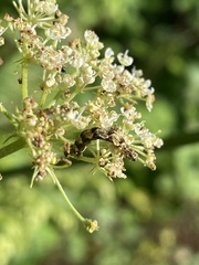 Eupithecia tripunctaria