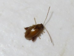 Longitarsus pellucidus