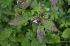 Lamiaceae