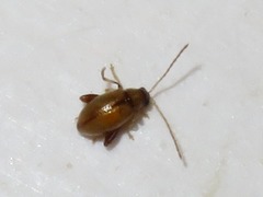 Longitarsus pellucidus