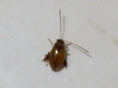 Longitarsus pellucidus