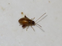 Longitarsus pellucidus