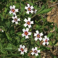Jamesbrittenia racemosa
