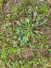 Goniolimon tataricum