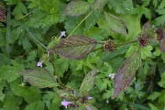 Lamiaceae