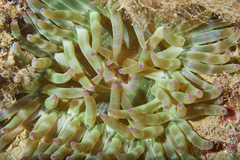Cribrinopsis crassa image