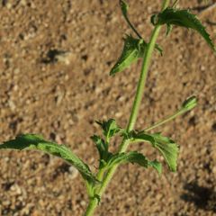 Jamesbrittenia racemosa
