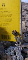 Artemisia senjavinensis