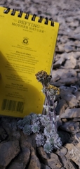 Artemisia senjavinensis